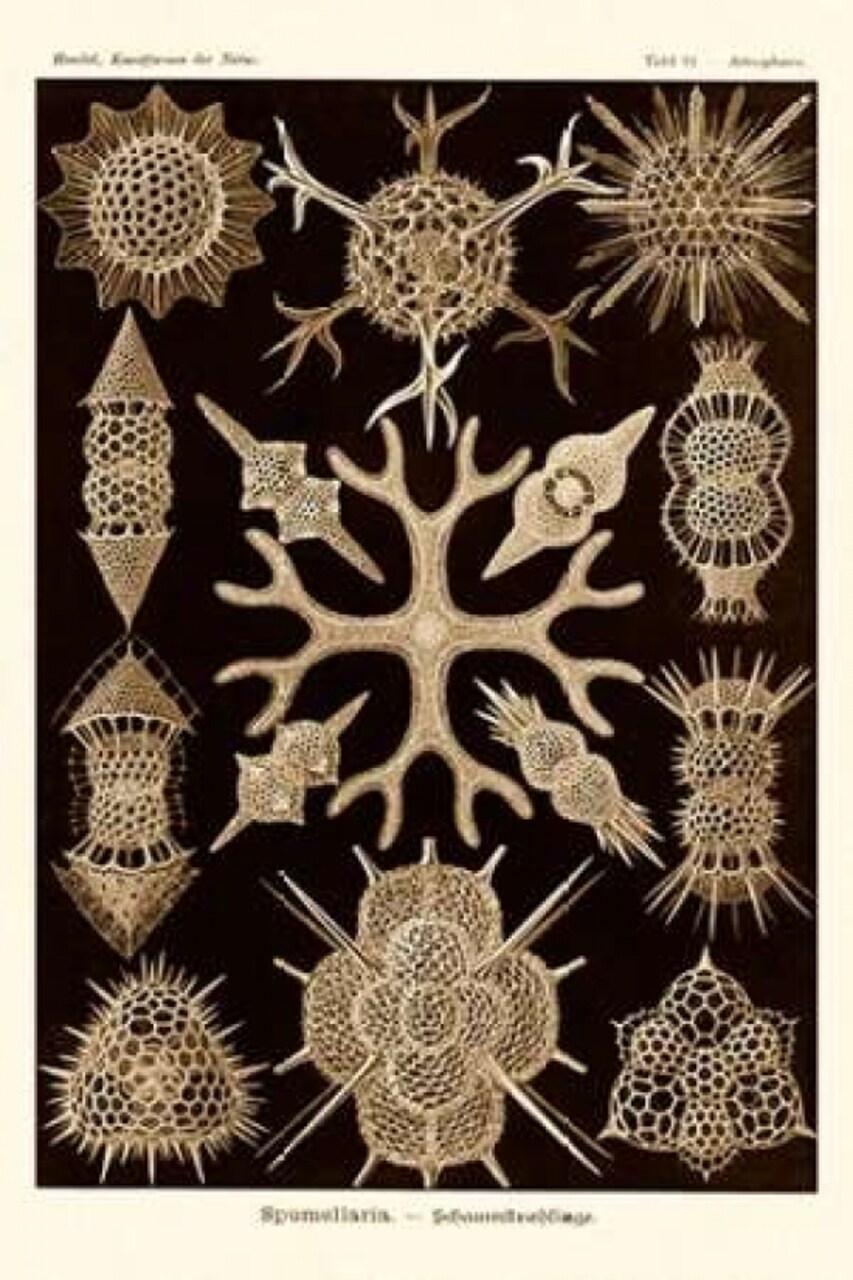 Haeckel Nature Illustrations: Spumellaria - Sepia Tint Poster Print by Ernst Haeckel - Item # VARPDX449742